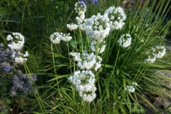 Allium cernuum - White form