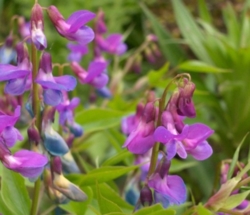 Lathyrus vernus
