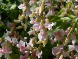 Lathyrus vernus f. roseus