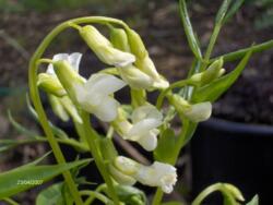 Lathyrus vernus var. albus