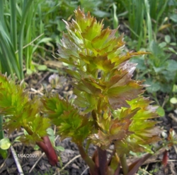 Levisticum officinale