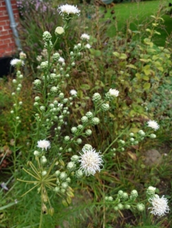 Liatris scariosa 'Alba'