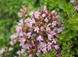 Origanum vulgare 'Compactum'