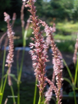 Persicaria amplexicaulis Rosea