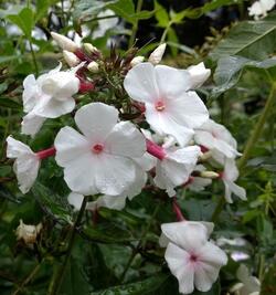 Phlox paniculata 'Popeye'