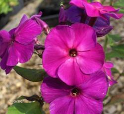 Phlox paniculata 'Purpurmantel'