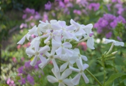 Phlox paniculata var. alba