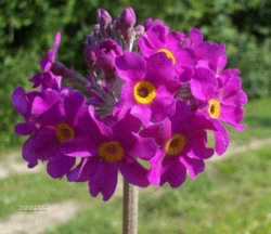 Primula beesiana