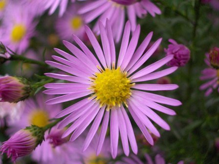 Aster 'Pink Star'