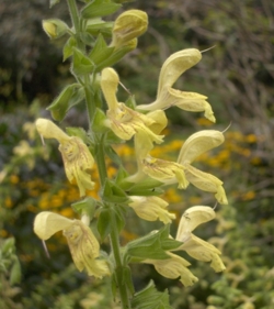 Salvia glutinosa