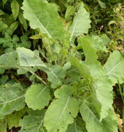 Brassica oleracea var. ramosa