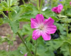Geranium sylvaticum 'Greek Fire'