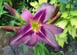 Hemerocallis 'Starman's Quest'