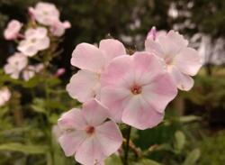 Phlox paniculata Duchess of York