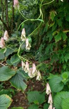 Aconitum sungpanense 'White Vine'