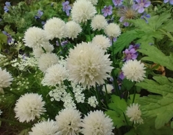 Allium schoenoprasum - hvid