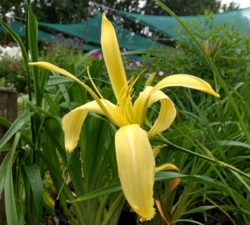 Hemerocallis 'Kindly Light'