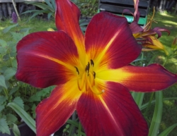 Hemerocallis 'Ruby Spider'