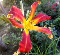 Hemerocallis Red Ribbons