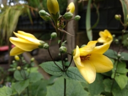 Kirengeshoma koreana