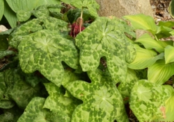 Podophyllum 'Spotty Dotty'