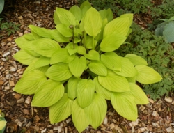 Hosta 'Blackfoot'
