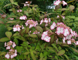 Hydrangea serrata 'Kiyosumi'