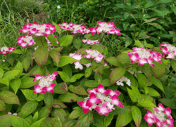 Hydrangea serrata 'Kurenai'