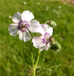 Geranium phaeum 'Wendys Blush'