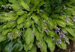 Hosta 'Totally Twisted'