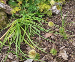 Allium hookeri var. muliense