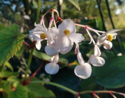 Begonia grandis ssp. sinensis 'Snow Pop'