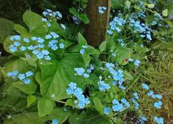 Brunnera macrophylla 'Caucasian Carpet'