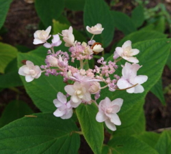 Hydrangea involucrata 'Yoraku'