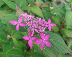 Hydrangea serrata 'Fugen No Hana'