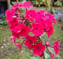 Phlox paniculata Den Pobedy