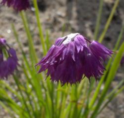 Allium cyathophorum