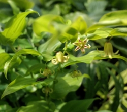 Streptopus amplexifolius