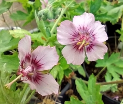 Geranium phaeum 'Rothbury Cherry'