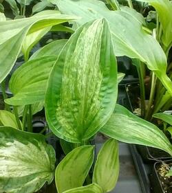 Hosta 'Allegan Fog'