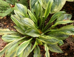 Hosta 'Foxfire Palm Sunday'