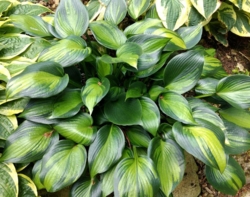 Hosta 'Justine'