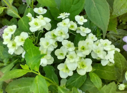 Hydrangea serrata 'Fuji no Taki'