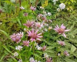 Aster rugulosus Asrugo