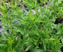 Chrysanthemum nankingiense