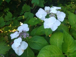 Hydrangea macrophylla 'Veitchii'