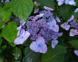 Hydrangea serrata 'Juni'
