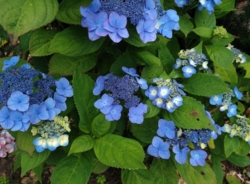 Hydrangea serrata 'Svea'