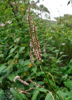 Persicaria amplexicaulis 'Pink Mist'