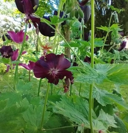 Geranium phaeum 'Chocolate Biscuit'